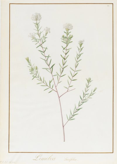 Pimelea Linifolia, 1812 door Pierre Joseph Redouté